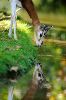An antelope bends over a quiet river to drink, surrounded by green nature, Damagazelle (Nanger