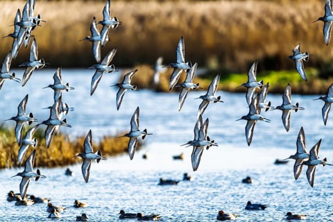 Black-tailed Godwits, Limosa limosa, birds in flight over marshes, Devon, England, United Kingdom
