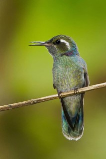 Wedge-billed Hummingbird (Schistes geoffroyi), Peru