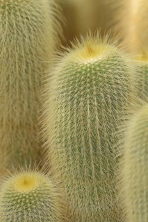 Cactus (Notocactus leninghausii, Parodia leninghausii), native to Brazil