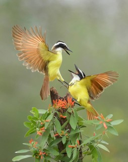 Great Kiskadee (Pitangus sulphuratus) quarreling, Texas, USA