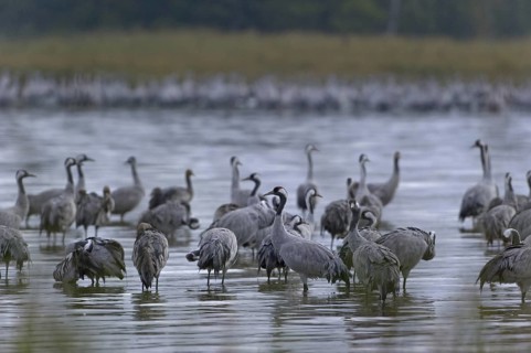 Common Crane (Grus grus), Mecklenburg-Western Pomerania, Germany