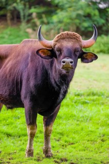 Portrait of a male Gaur (Bos gaurus gaurus) on a green meadow