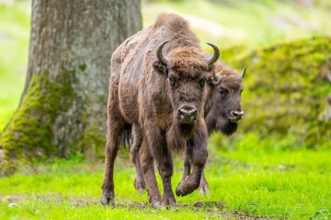European bison (Bison bonasus) walking on a meadow in summer, Bavarian Forest, Germany