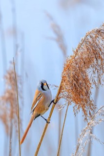 Bearded reedling, bearded tit (Panurus biarmicus) adult male perched on reed stem while foraging in