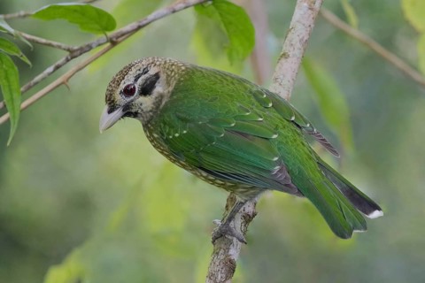 Spotted Catbird (Ailuroedus melanotis), Queensland, Australia