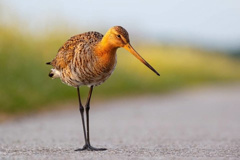 Black-tailed Godwit (Limosa limosa), Netherlands