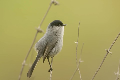 California Gnatcatcher (Polioptila californica) male, California, USA