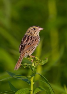 Henslow's Sparrow (Ammodramus henslowii), Ohio, USA