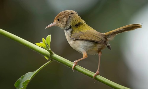 Common Tailorbird (Orthotomus sutorius) perched in a leafy tree, Sreepur, Gazipur, bangladesh