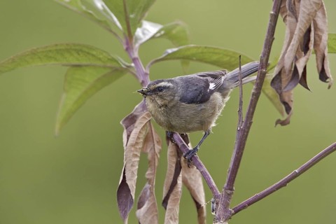 Cinereous Conebill (Conirostrum cinereum), Ecuador