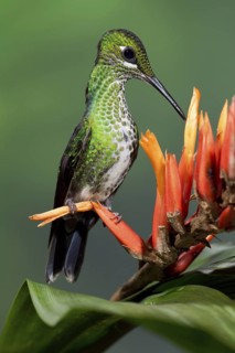 Green-crowned Brilliant (Heliodoxa jacula), Costa Rica