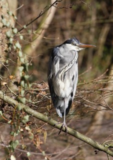 Grey heron (Ardea cinerea) standing on one leg on a branch, North Rhine-Westphalia, Germany