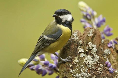 Great Tit (Parus major), Rhineland-Palatinate, Germany