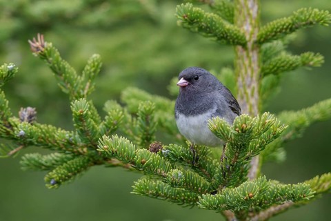 Dark Eyed Junco (Junco hyemalis) perched in a tree near Churchill, Manitoba, Canada