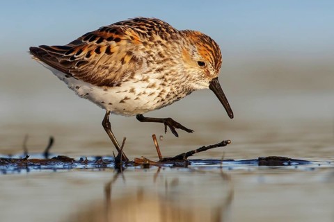 Western Sandpiper (Calidris mauri) feeding along a river in Nome, Alaska