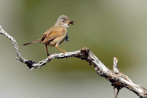 Spectacled Warbler (Sylvia conspicillata) female, Andalusia, Spain