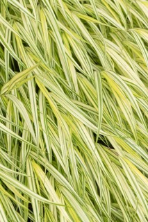 Japanese forest grass (Hakonechloa macra 'Aureola'), Weihenstephan Gardens, Federal Republic of