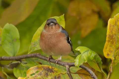 Eurasian chaffinch (Fringilla coelebs) adult male garden bird in a Magnolia tree with autumn colour