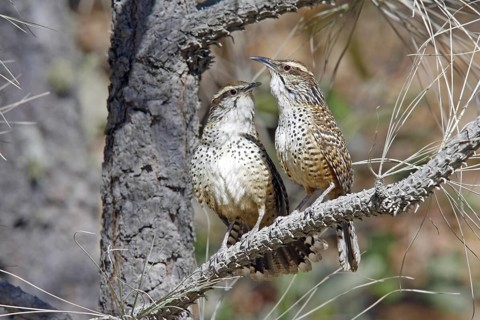 Spotted Wren Campylorhynchus gularis Cerro San Juan, Tepic, Nayarit, Mexico 29 March Adults doing