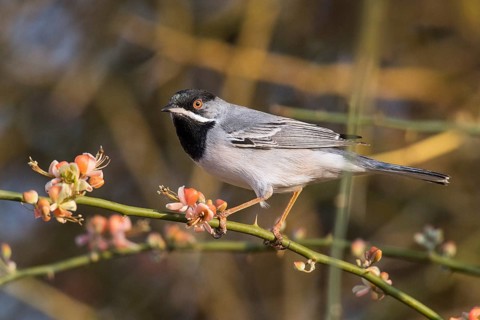 Rüppell's Warbler (Sylvia ruppeli) male, Eilat, Israel