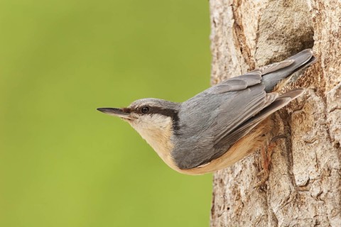 Eurasian Nuthatch (Sitta europaea) at nest, Switzerland
