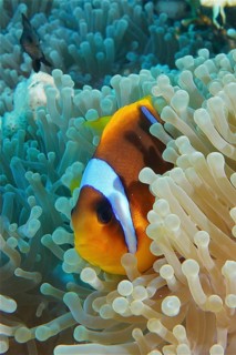 Red sea anemonefish (Amphiprion bicinctus)