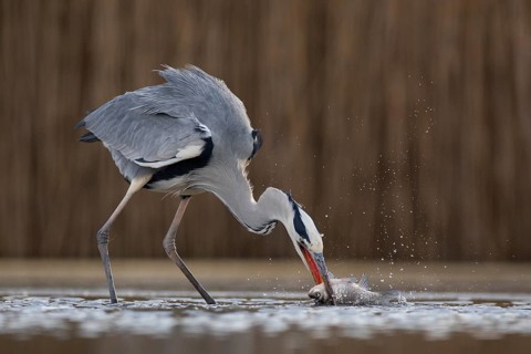 Grey Heron (Ardea cinerea) with fish prey in beak, Pusztaszer, Hungary