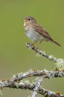 Swainson's Thrush (Catharus ustulatus) perched on a branch in Victoria, BC, Canada