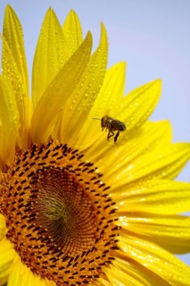 Sunflower (Helianthus annuus), July, Saxony, Germany