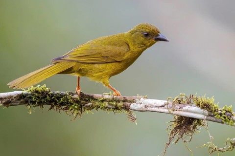 Olive-green Tanager (Orthogonys chloricterus) perched on a branch in the Atlantic rainforest of