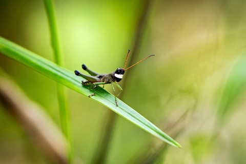 A grasshopper sits on a green leaf in a natural environment with a blurred background, a