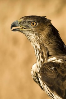 Bonelli's Eagle (Aquila fasciata) female, Castile-La Mancha, Spain