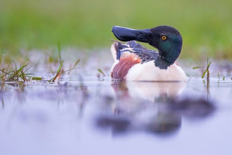 Northern Shoveler (Spatula clypeata) male, Mecklenburg-Western Pomerania, Germany