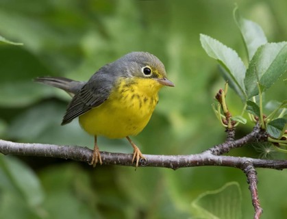 Canada Warbler, Cardellina canadensis, perched in Saskatoon, Canada
