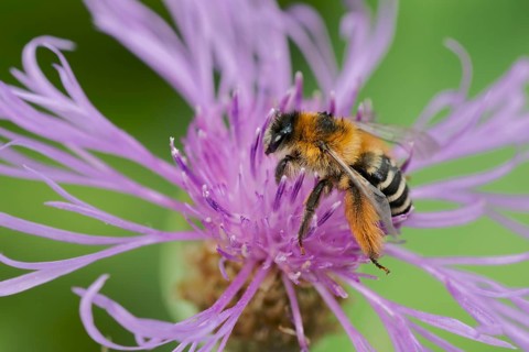 Brown-rumped trouser bee (Dasypoda hirtipes) on knapweed flower, Lower Saxony, Germany