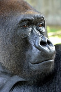 Western Lowland Gorilla (Gorilla gorilla gorilla), animal portrait, male, Silverback, captive,