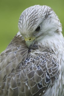 Gyrfalcon (Falco rusticolus)