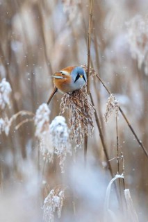 Bearded Reedling (Panurus biarmicus) male perched in reedbed, Baden-Wuerttemberg, Germany