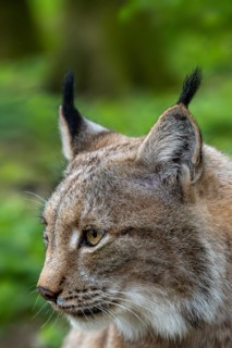 Eurasian lynx (Lynx lynx) close-up portrait in forest. Captive
