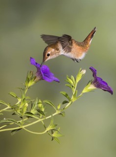Rufous Hummingbird Female (Selasphorus rufus) - (Selasphorus rufus) - Victoria BC, Canada