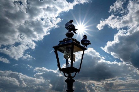 Two pigeons (Columbidae) on a lantern backlit by the sun, Franconia, Bavaria, Germany
