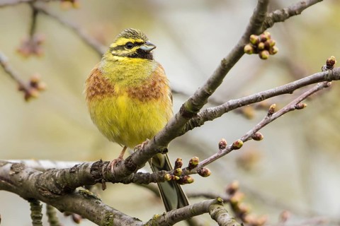 Cirl Bunting (Emberiza cirlus) male perched on a branch, Rhineland-Palatinate, Germany