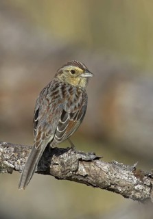 Bachman's Sparrow (Peucaea aestivalis), Florida, USA