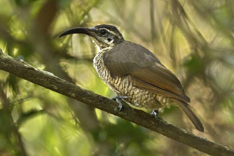 Paradise Riflebird (Ptiloris paradiseus) female, Queensland, Australia
