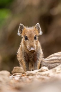 Wild boar (Sus scrofa) piglet standing in a forest, Bavaria, Germany