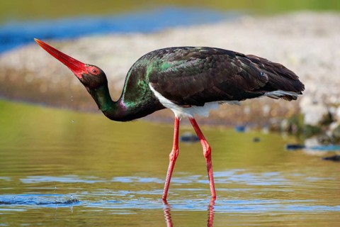 Black Stork (Ciconia nigra) foraging, Greece
