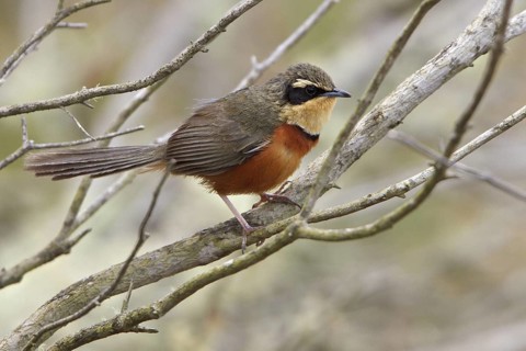 Olive-crowned Crescent-chest (Melanopareia maximiliani) perched on a branch in Bolivia, South