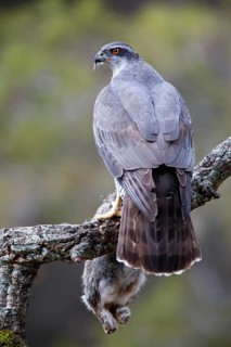 Northern Goshawk (Accipiter gentilis) female with prey, Madrid, Spain