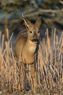 Roe deer standing in hoar frosted dead stinging nettle at minus 15 °C at sunrise. Trees and dead